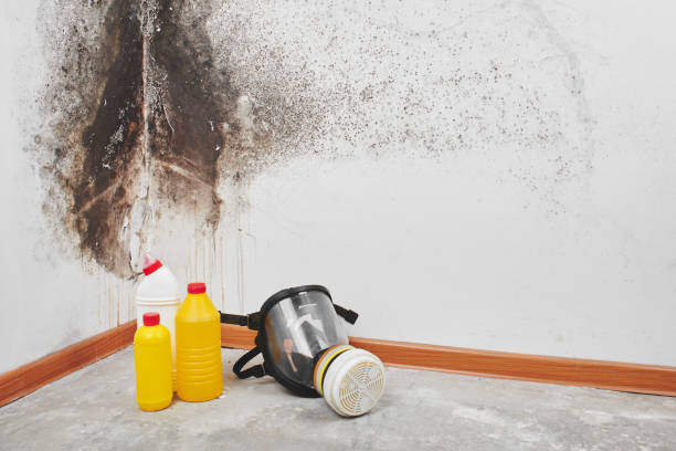 Best Same-Day Mold Removal  in Leominster, MA