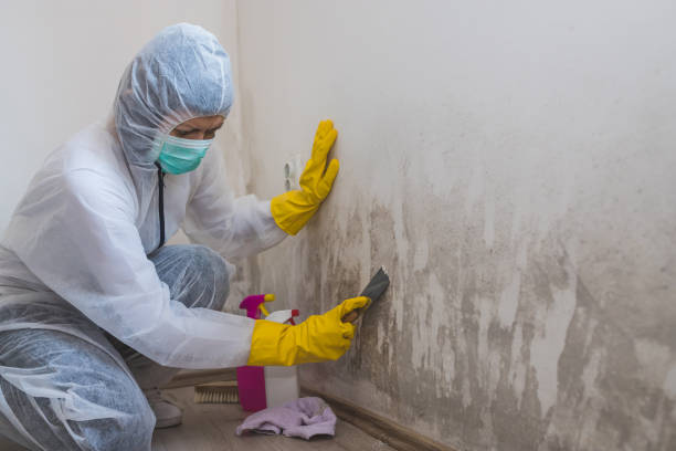 Best Commercial Mold Removal  in Leominster, MA