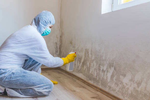 Home Mold Removal in Leominster, MA