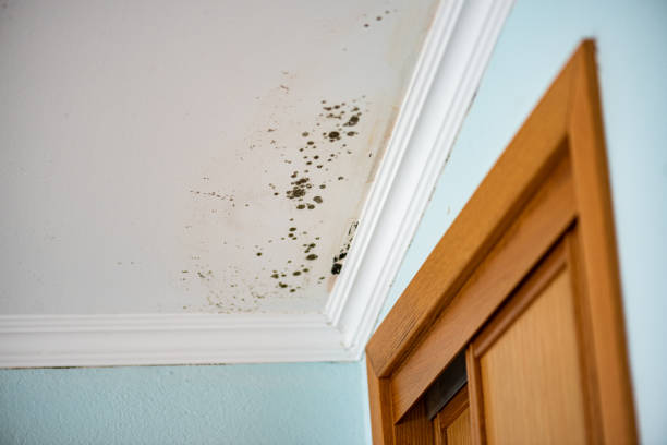 Best Best Mold Removal Companies  in Leominster, MA