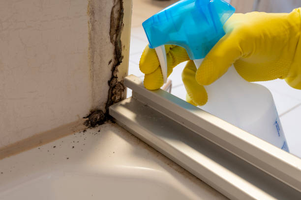 Best Mold Remediation  in Leominster, MA