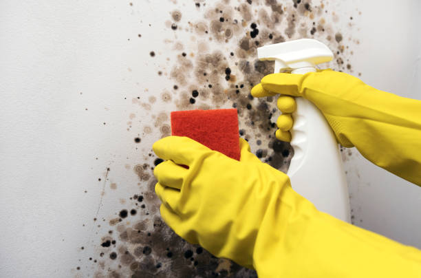 Trusted Leominster, MA Mold Removal Experts