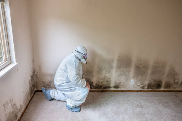Best Toxic Mold Removal  in Leominster, MA