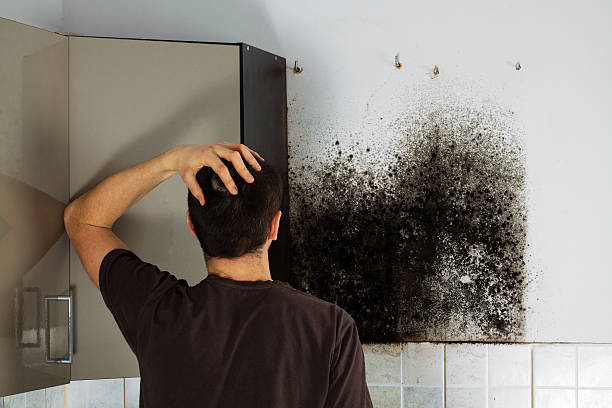 Best Best Mold Removal Companies  in Leominster, MA