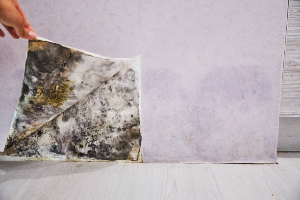 Best Home Mold Removal  in Leominster, MA